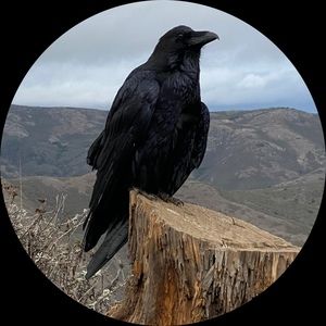 Meet your Posher, Posh